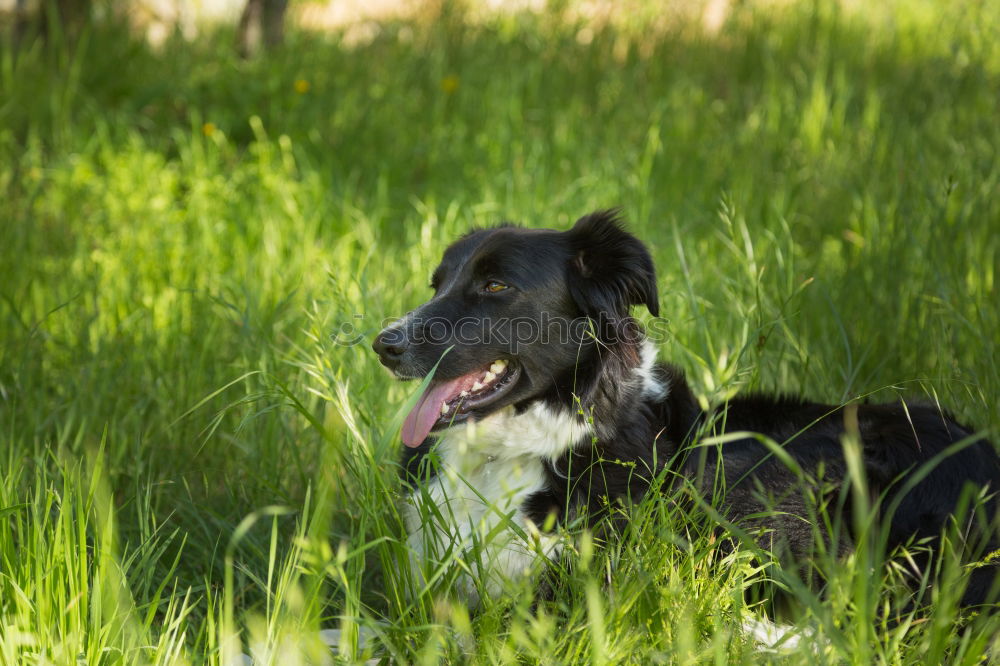 Similar – Image, Stock Photo summer meadow Nature