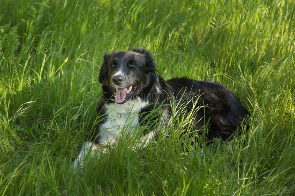 Image, Stock Photo Innocent Dog Animal Hunter