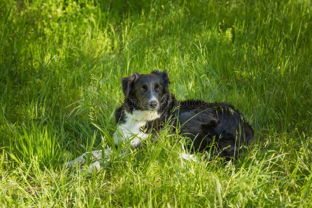 Similar – Image, Stock Photo Australian Shepherd Nature