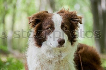 Similar – Border Collie Säugetier