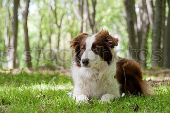 Similar – Border Collie Säugetier