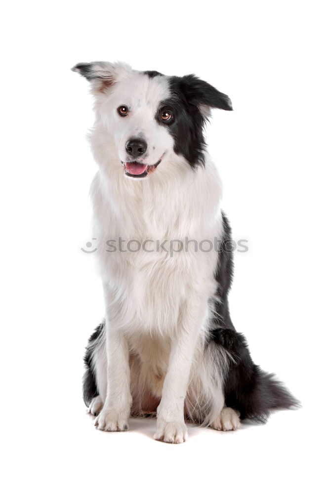 Similar – girl dog Colour photo