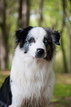 Similar – Border Collie Säugetier