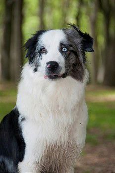 Beautiful black and white Border Collie dog