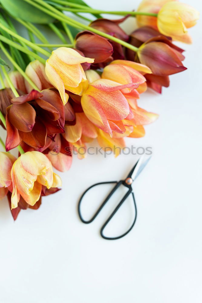 Image, Stock Photo Hello Spring Plant Bright