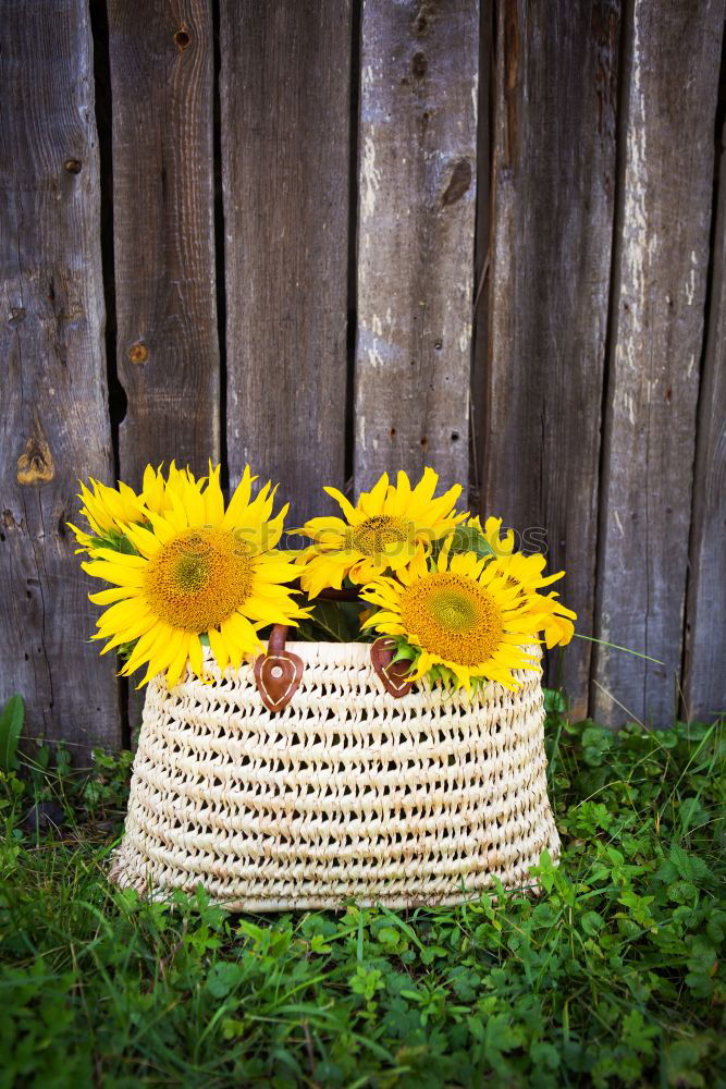 Image, Stock Photo Planting Time [TulipsOnions III]