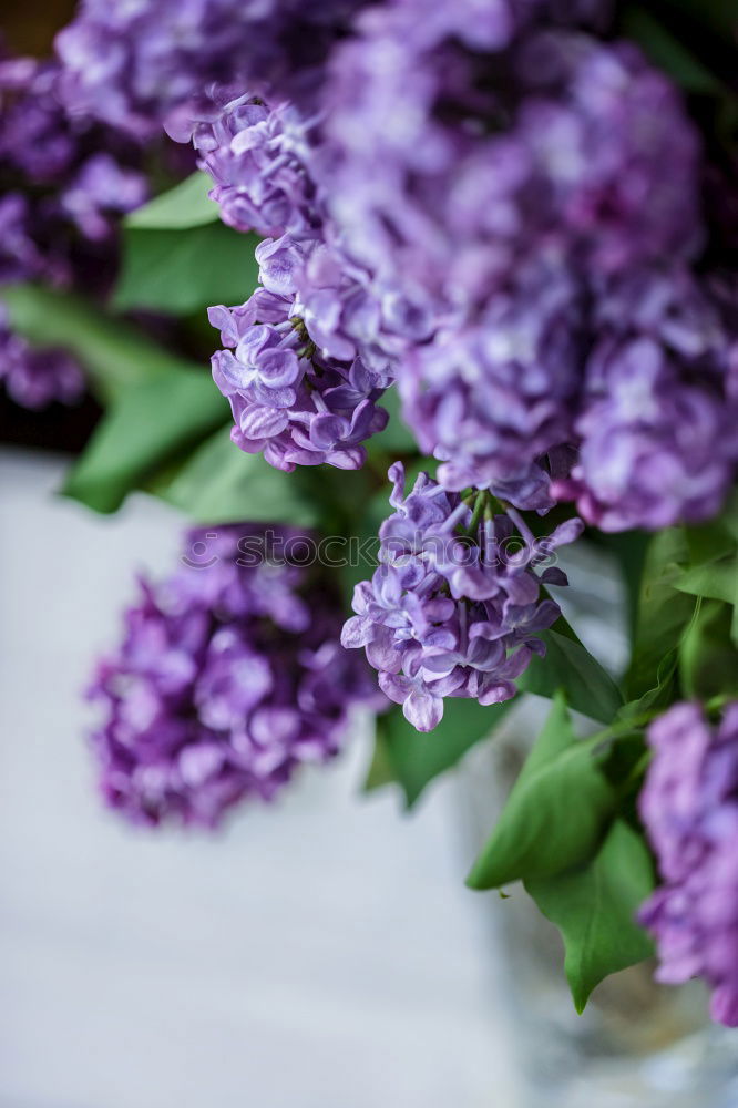 Similar – branch of purple lilac with green leaves