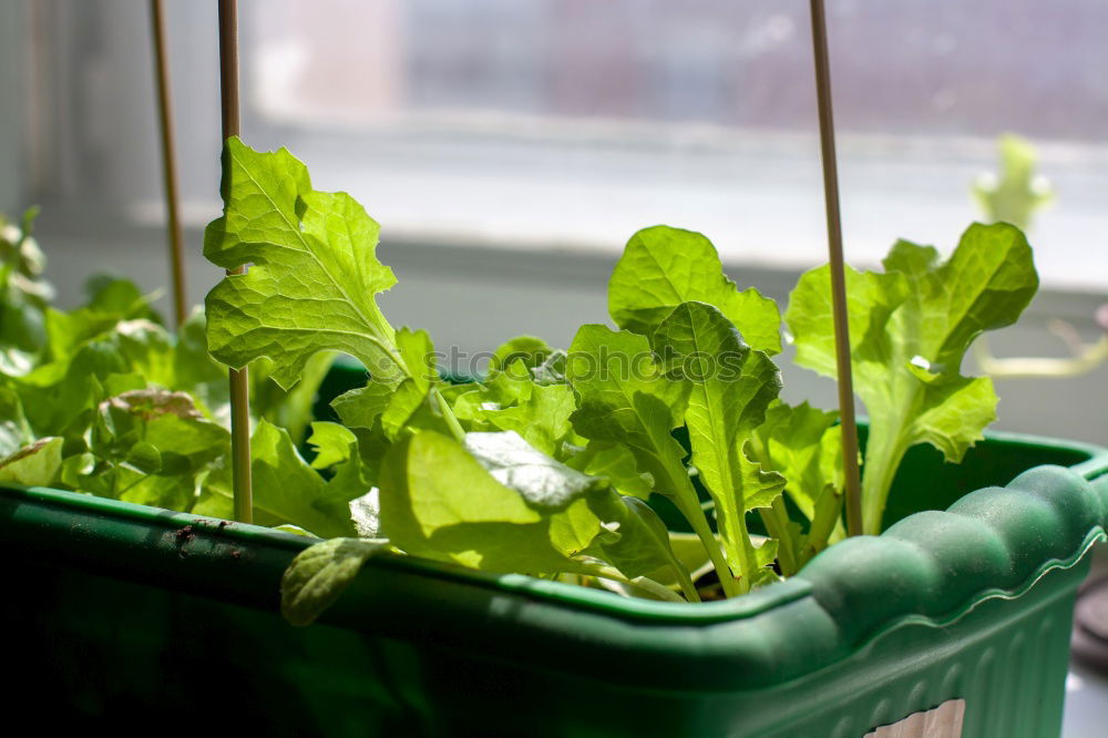 Image, Stock Photo Green plants in the windowsill