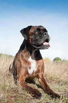 Similar – Image, Stock Photo Margaret Dog Grass Green