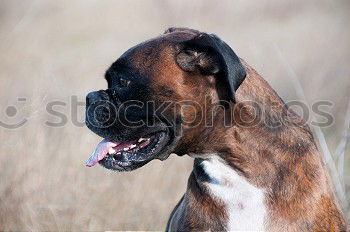 Similar – Image, Stock Photo little devil Animal Pet