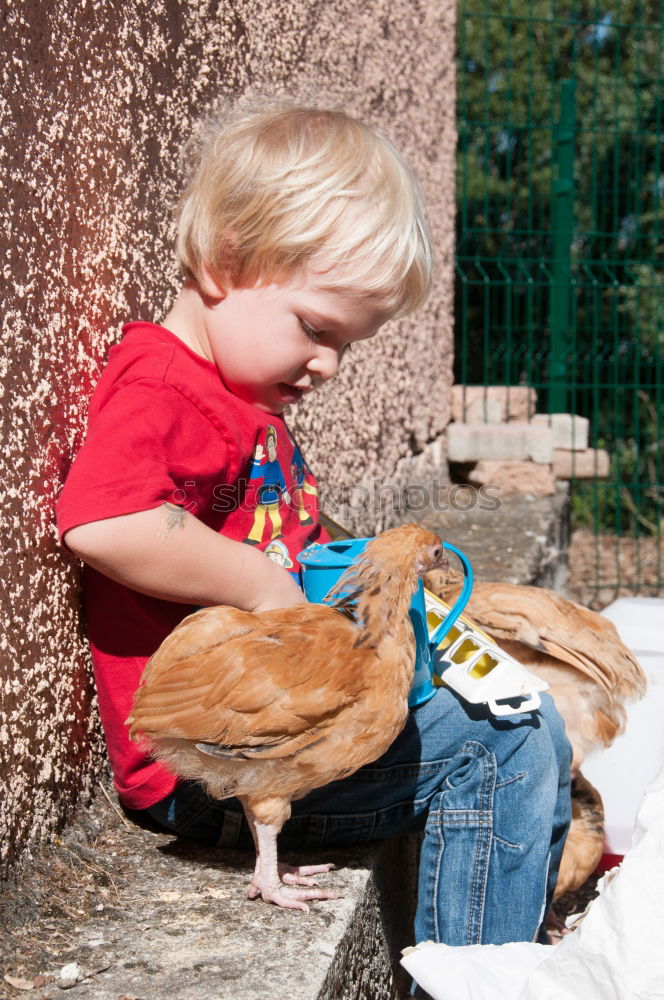 Little boy sitting with farm chickens