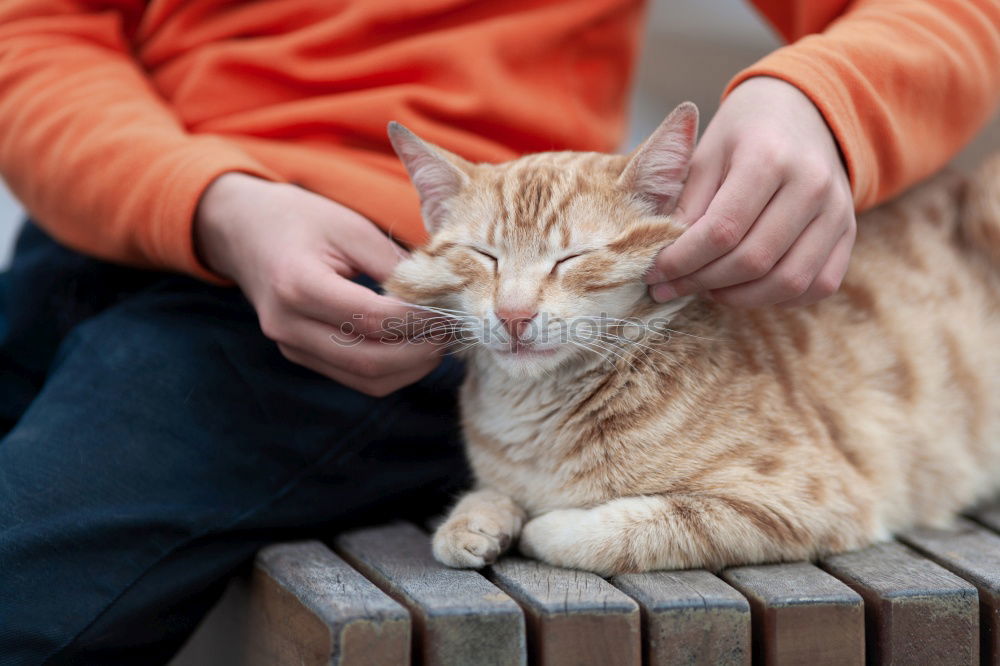 Similar – Foto Bild katzen und kinder .. Kind