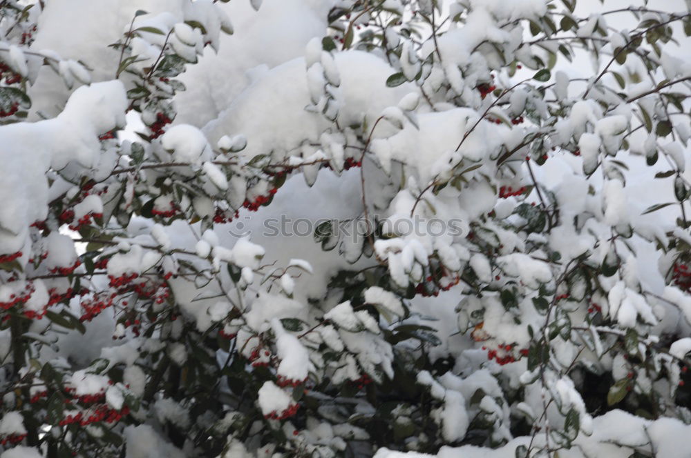 Similar – Foto Bild kalt Natur Winter Eis