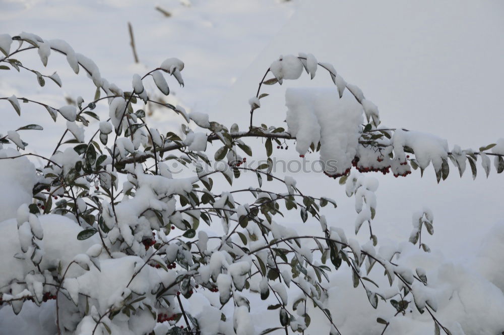 Similar – Foto Bild Schneeröschen Natur