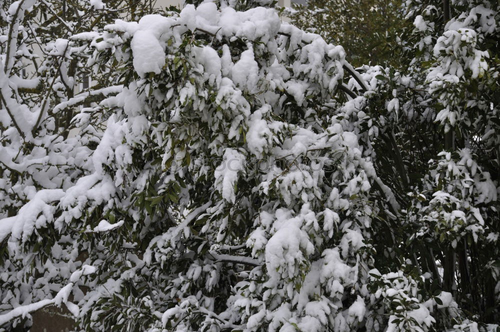 Similar – Image, Stock Photo winter Weather Snow