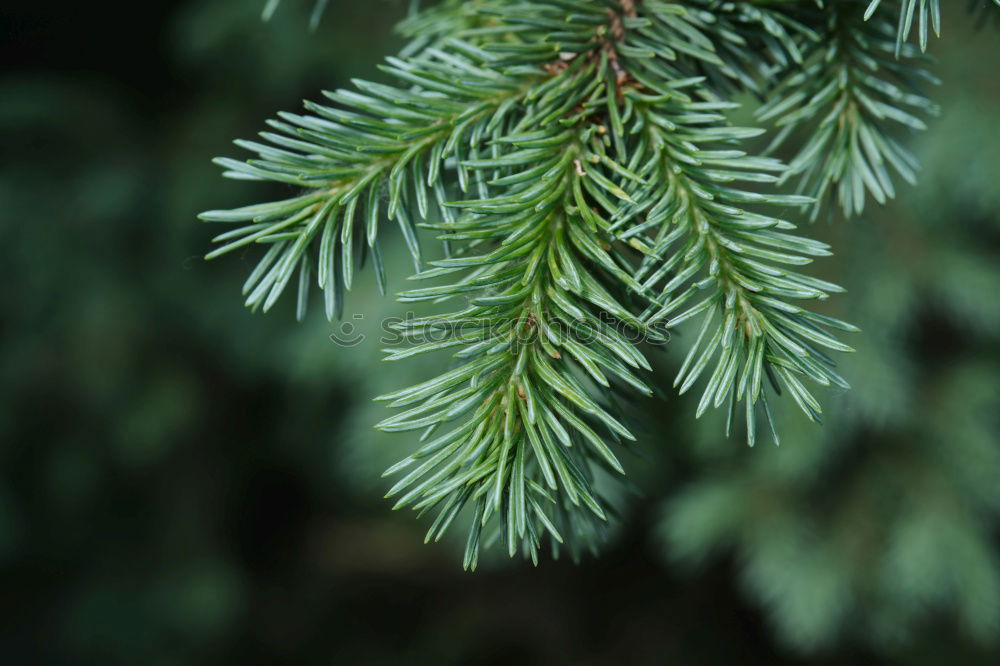 Similar – Image, Stock Photo needles Plant Growth