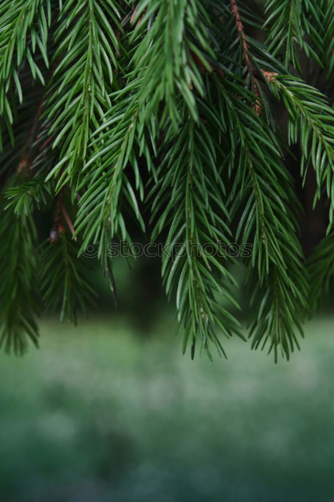 Similar – Fir branches in golden light