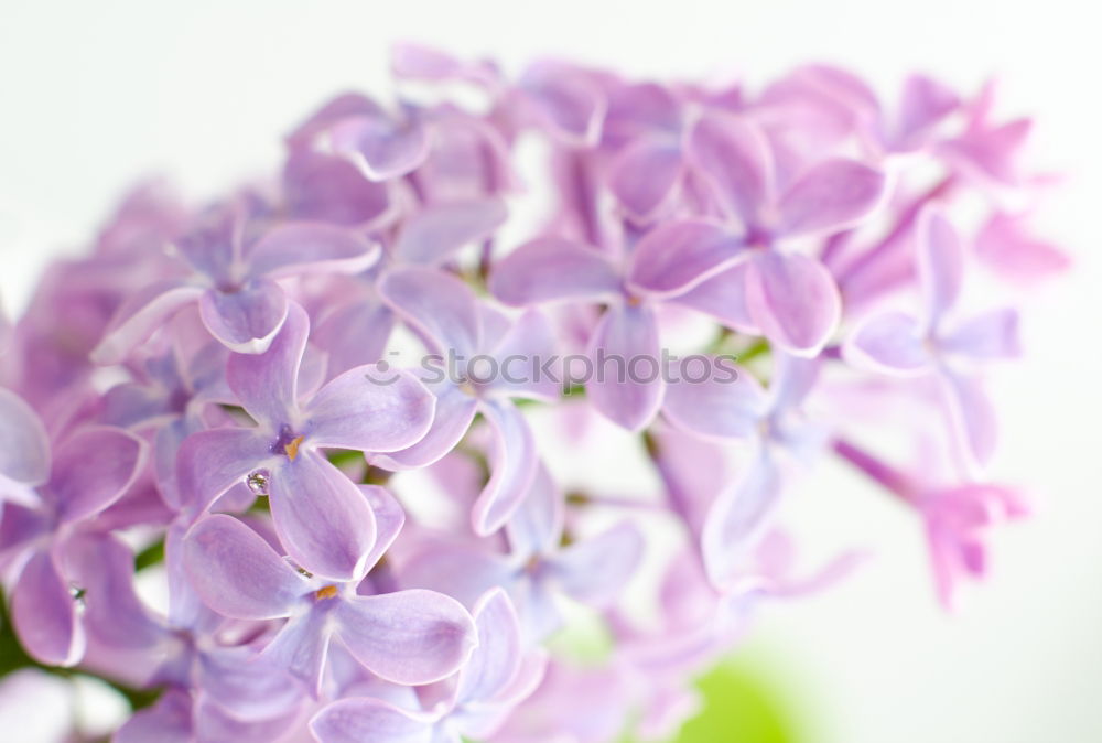 Similar – Image, Stock Photo spring blossom… Plant