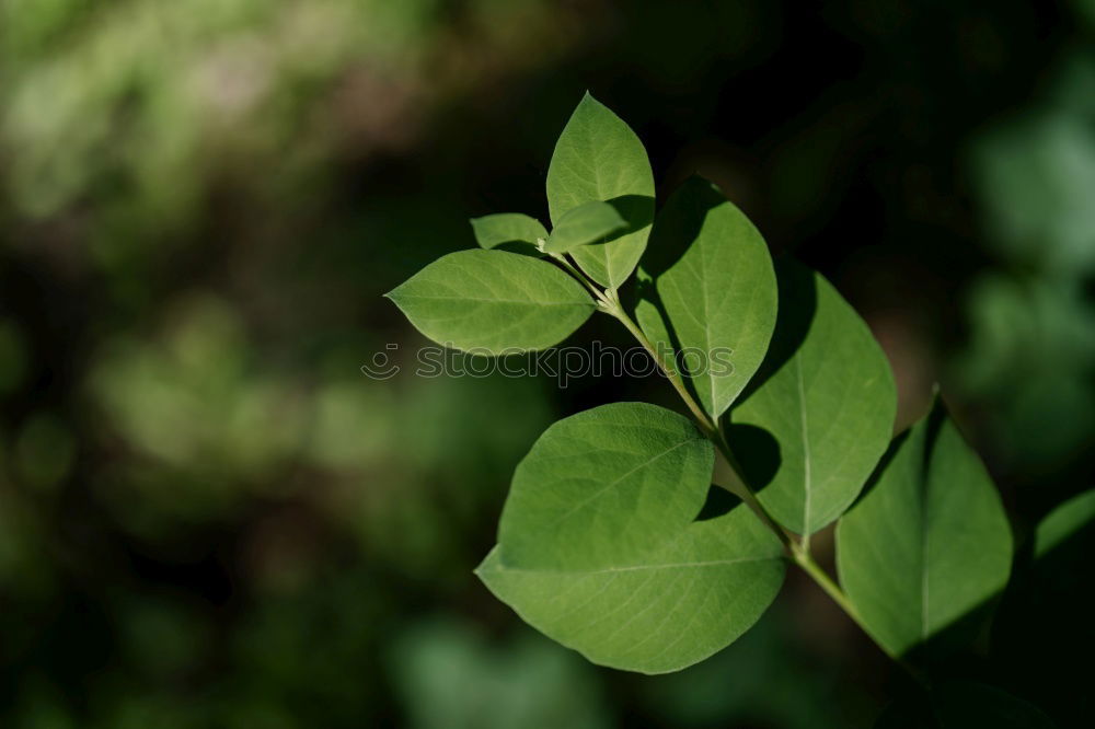 Similar – Image, Stock Photo red clover, trifolium pratense, four clovers