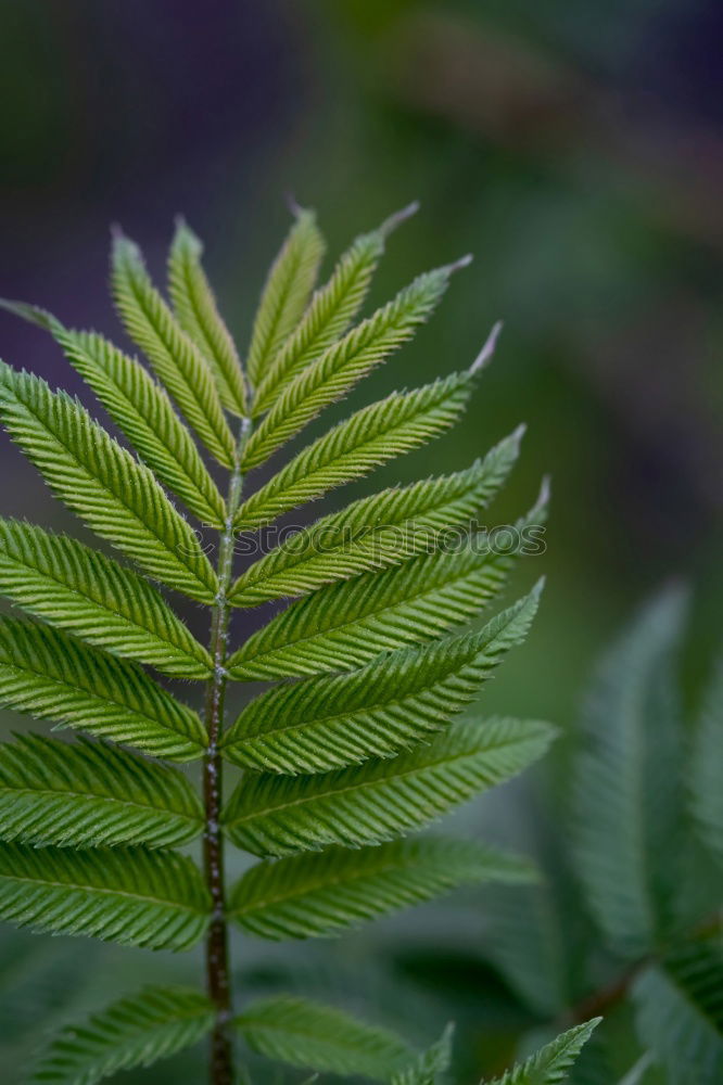 Similar – Image, Stock Photo symmetry Garden Gardening