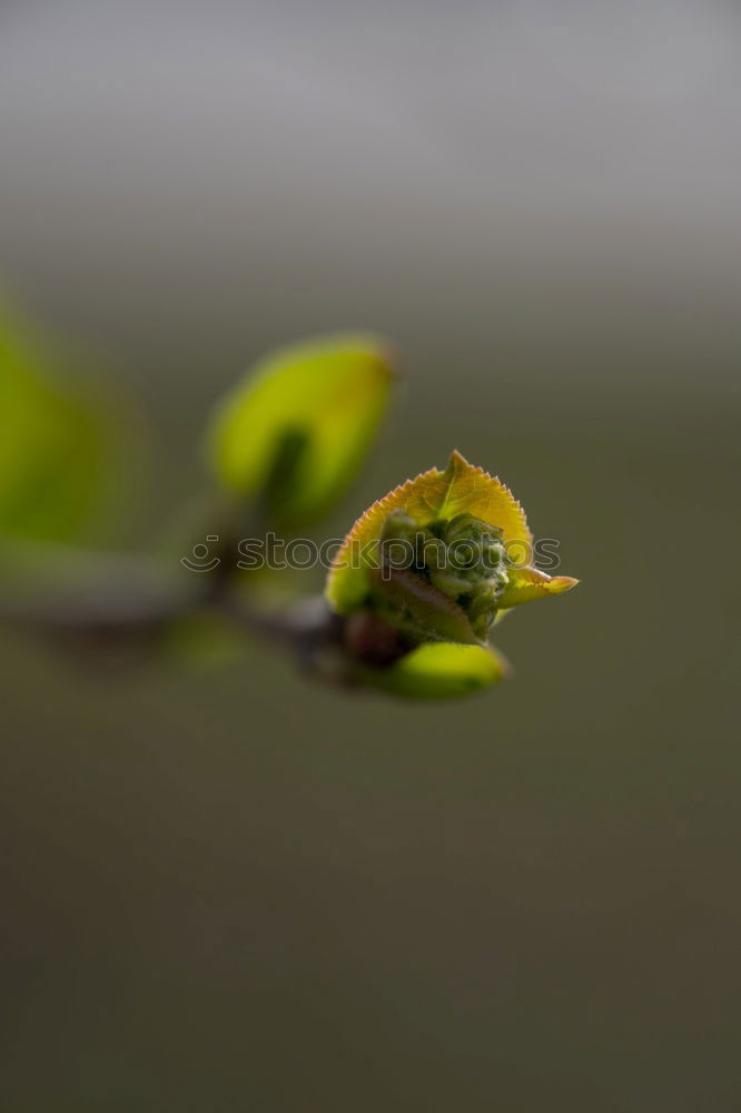 Similar – Image, Stock Photo chestnuts Fruit