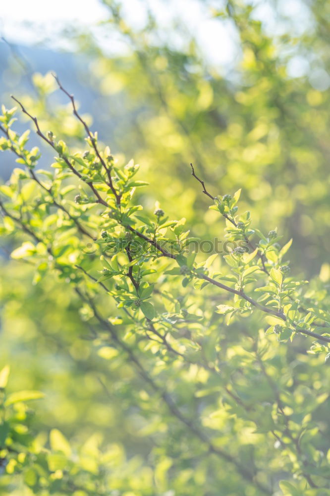 Similar – letzten zuckungen des sommers