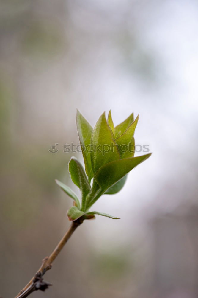 Similar – bud Colour photo