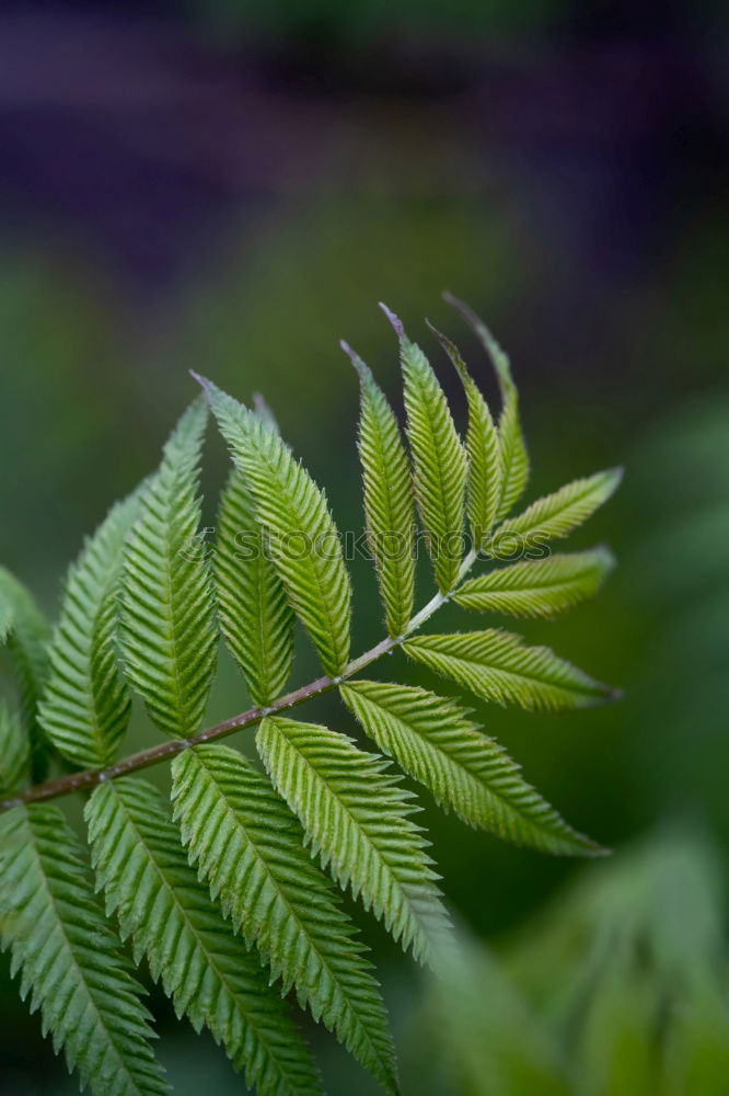 Image, Stock Photo leaf on leaf Environment