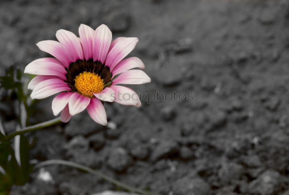 flowering daisy on a meadow with snow