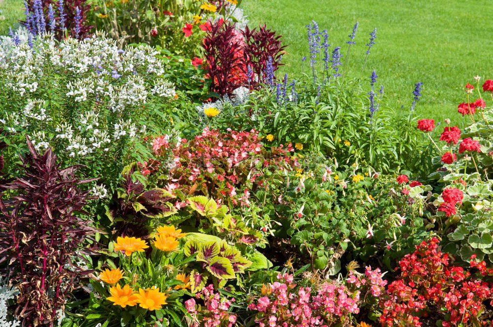 Similar – Image, Stock Photo motley flower bed flowers
