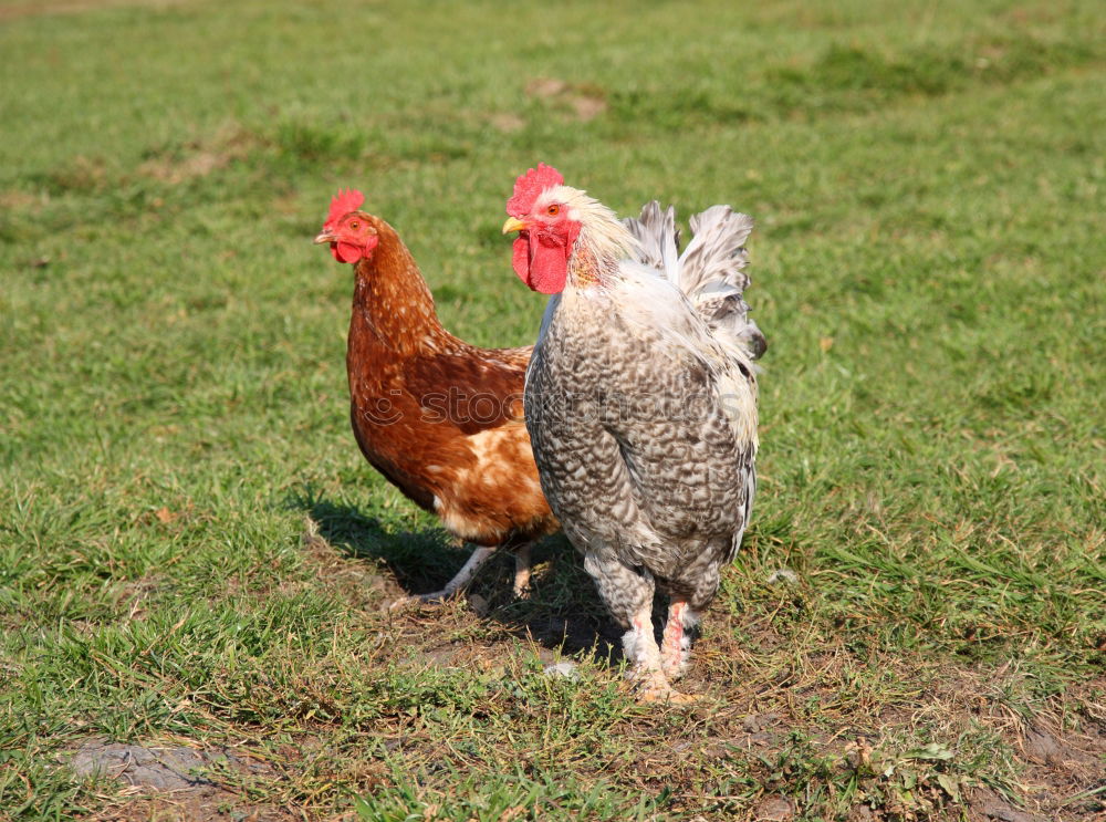 Similar – Image, Stock Photo two white turkeys strolling on a farm