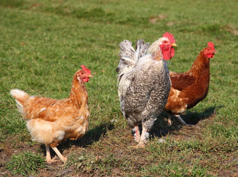 Similar – Image, Stock Photo Chickens outdoors on an organic farm