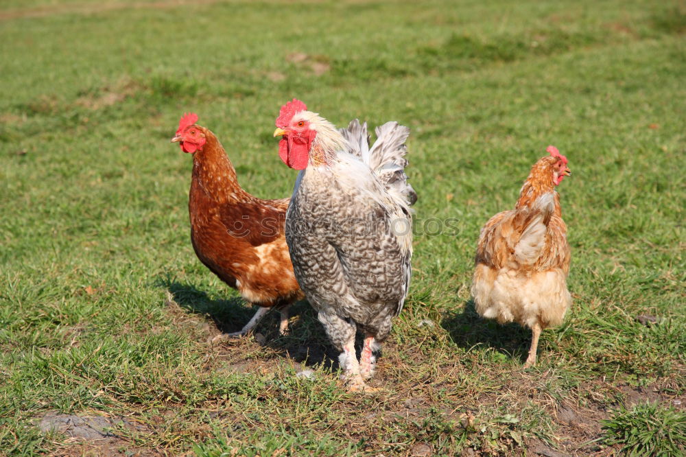 Similar – young hens chicken fowls