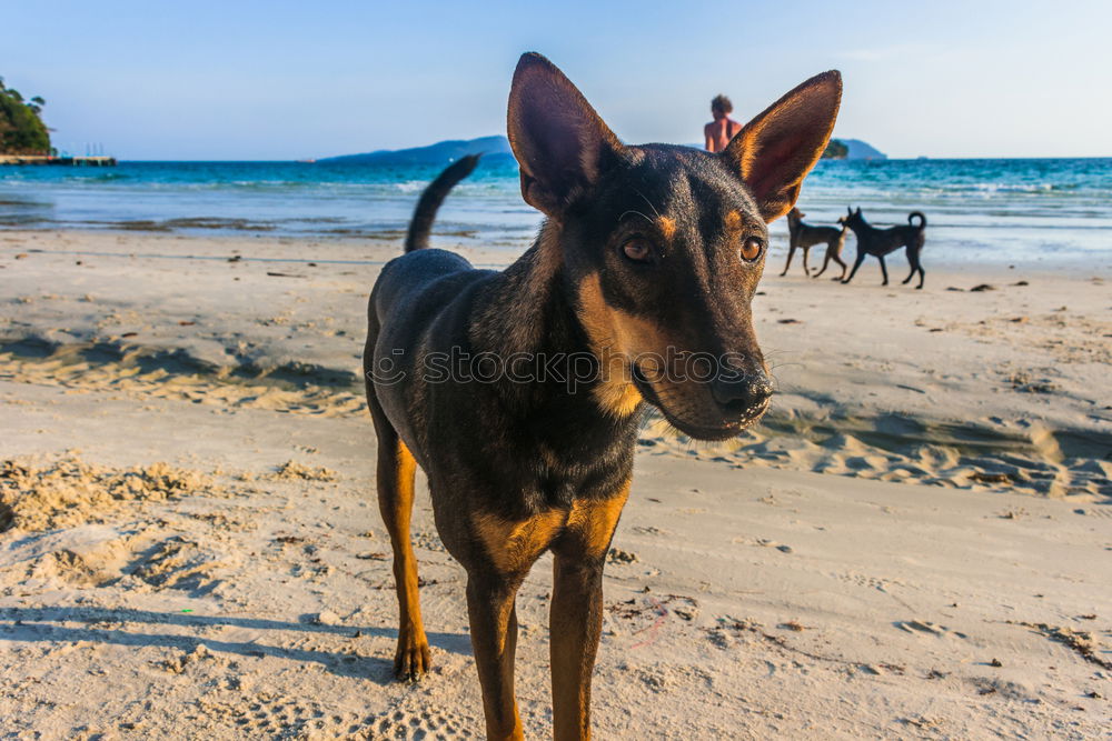 Similar – Image, Stock Photo Mule portrait, Sri Lanka