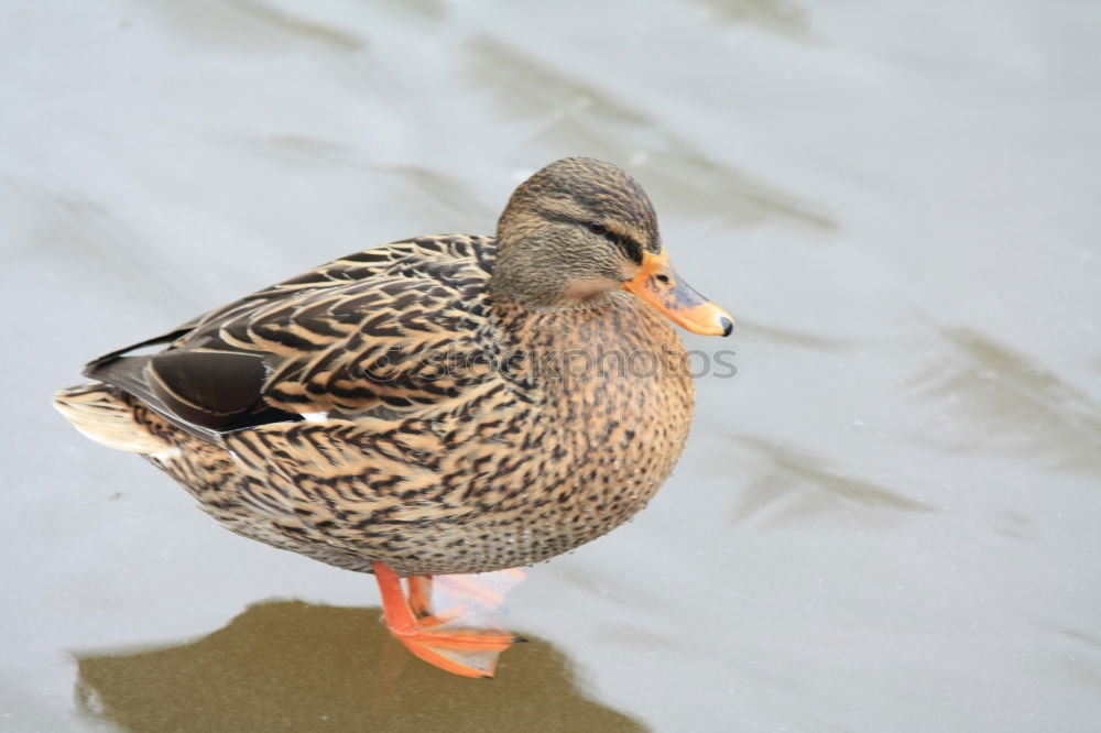 Similar – Ente Schnabel Tier Vogel