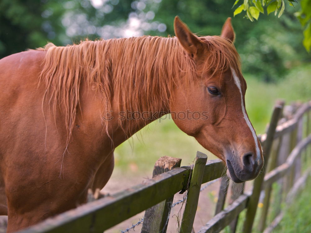 Similar – horse head, stable doors