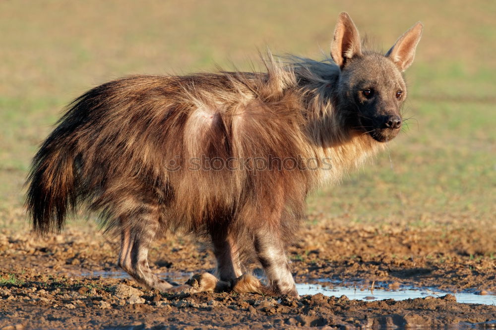 Similar – Image, Stock Photo Oh a cow in the heath