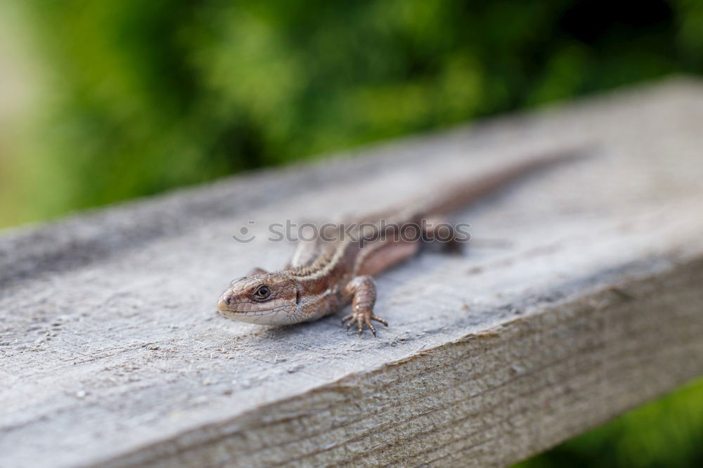 Similar – Image, Stock Photo lizard rest Nature