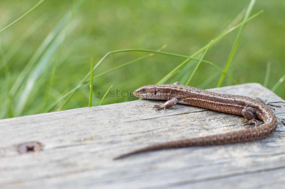 Similar – Image, Stock Photo female meadow viper in natural habitat