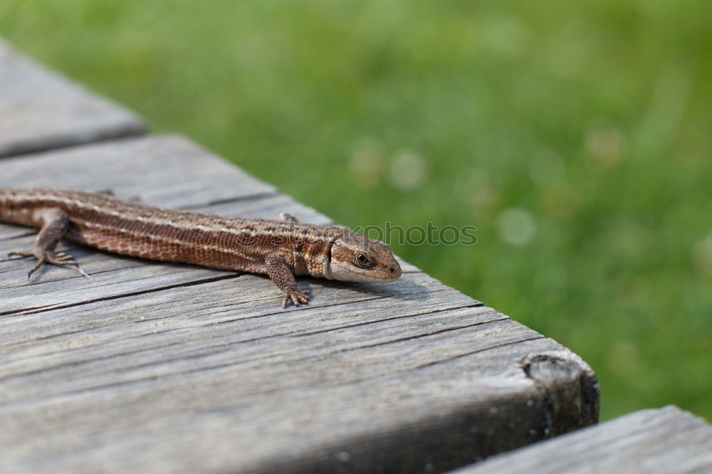 Similar – Image, Stock Photo lizard rest Nature