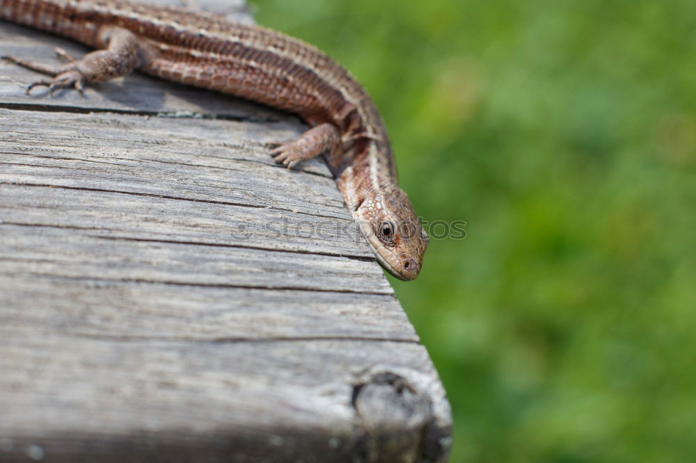 Similar – Image, Stock Photo small forest lizard sunbathing on a warm wooden bench