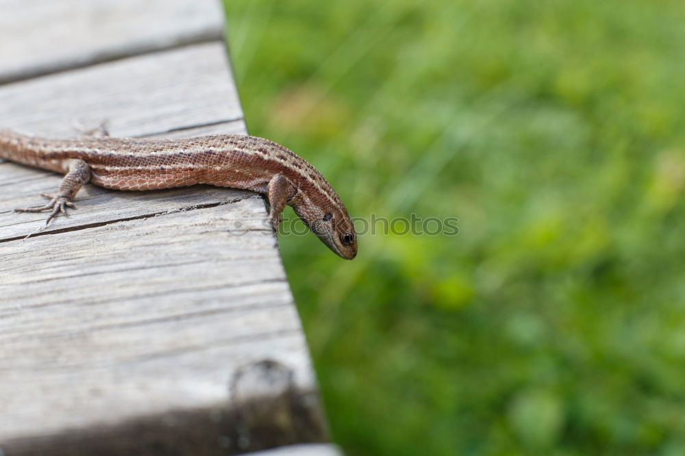 Similar – Image, Stock Photo small forest lizard sunbathing on a warm wooden bench