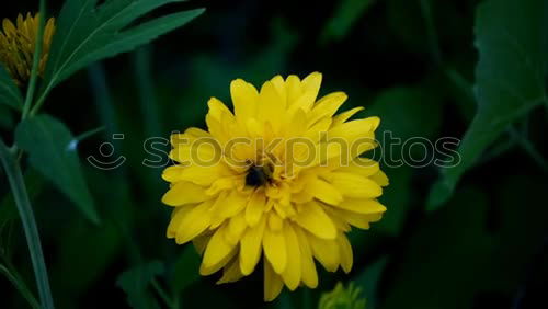 Similar – Image, Stock Photo Poppy seed, Meconopsis, cambrica,