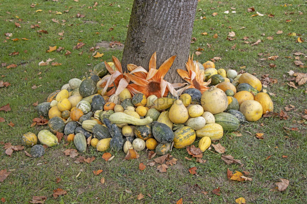 Similar – Foto Bild Streuobst Frucht Natur