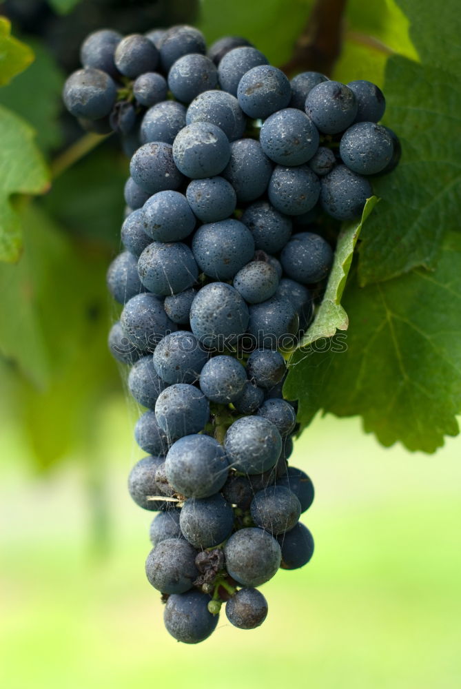 Similar – Image, Stock Photo grape of aglianico Nature