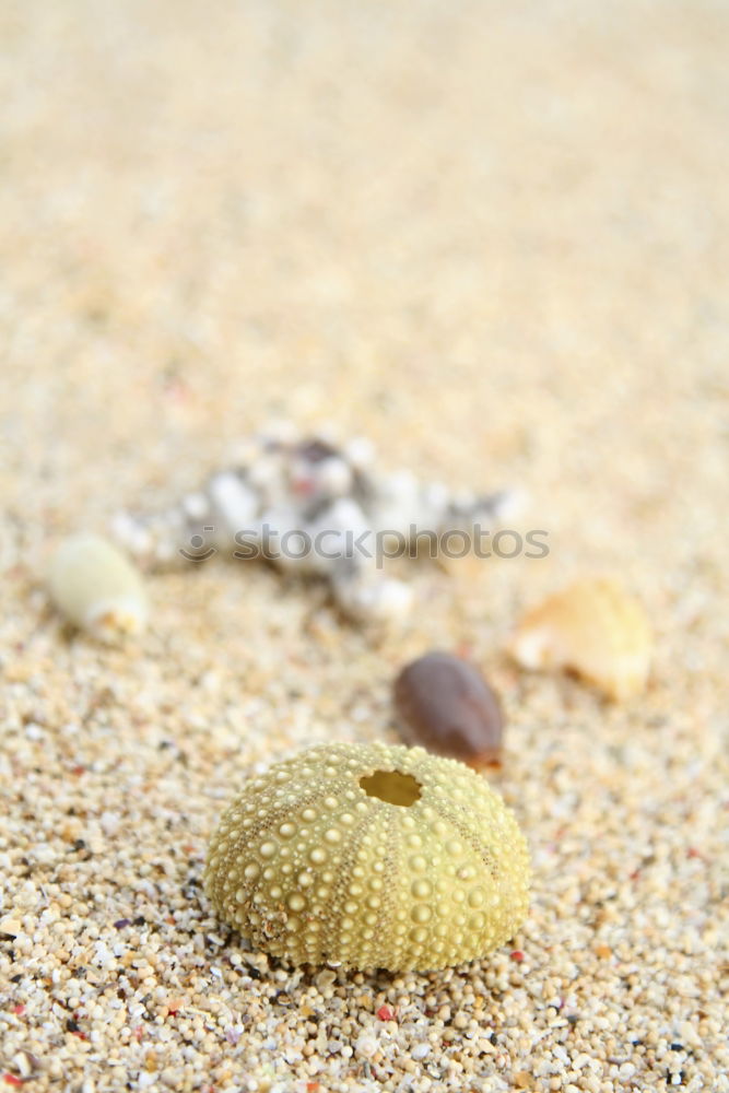 Foto Bild durstig Umwelt Natur