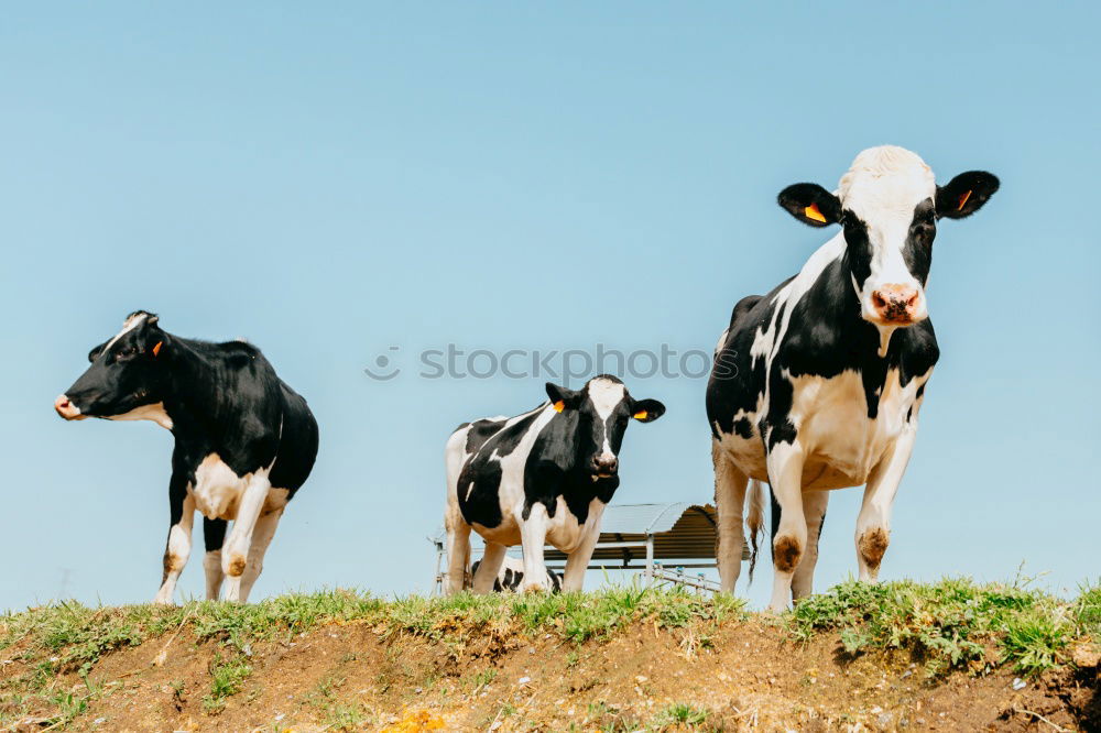 Similar – Image, Stock Photo Pitztal young cattle