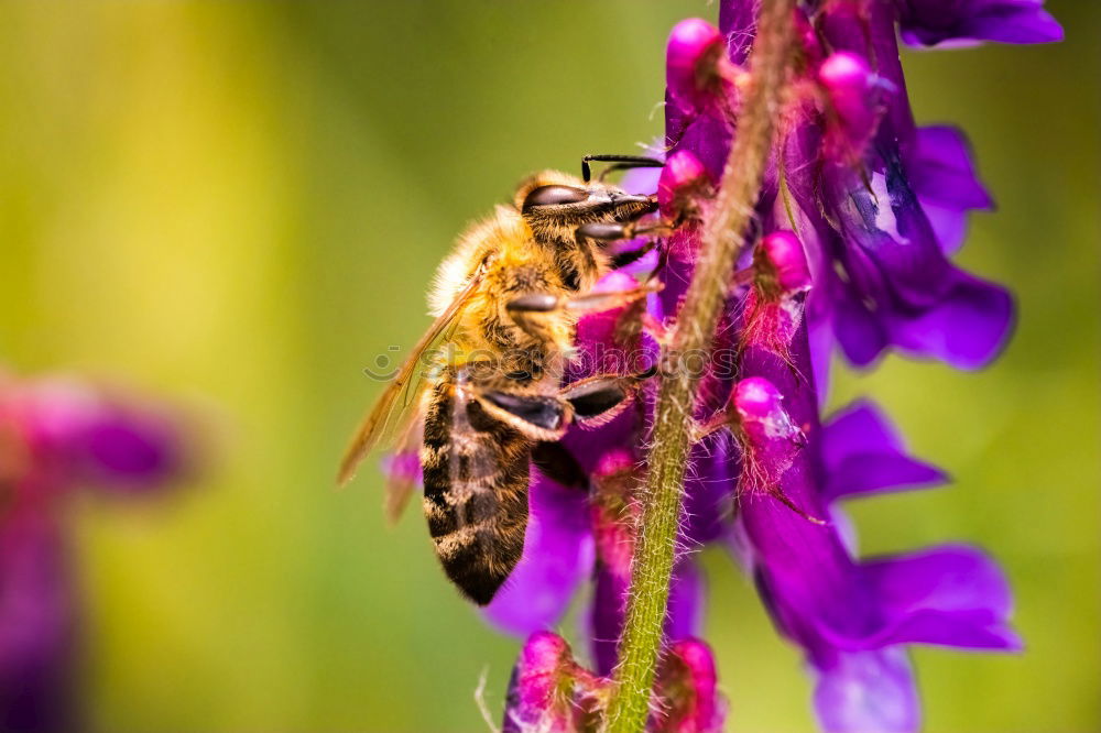 Similar – Bee on blossom Beautiful