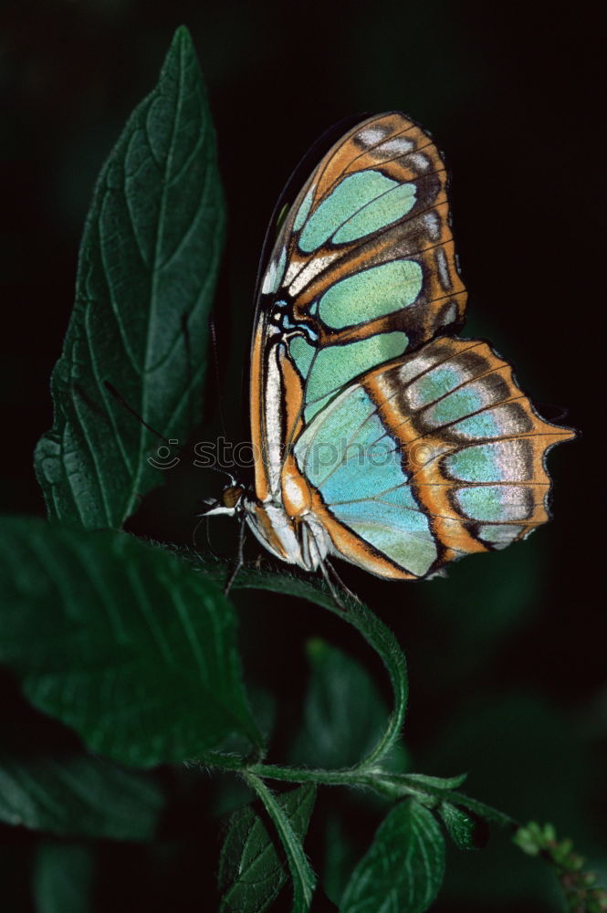 Similar – Image, Stock Photo rest Butterfly Plant Break