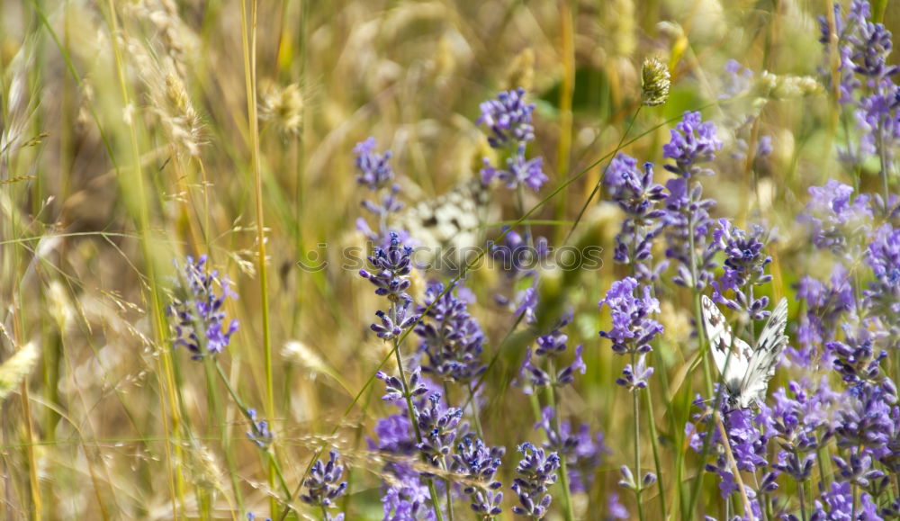 Similar – Lavender in France